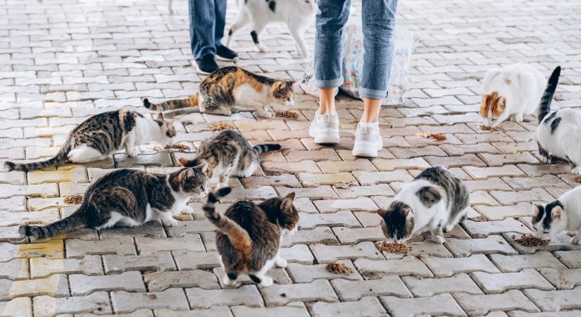 Így segíthetsz a környezetedben élő közösségi macskáknak