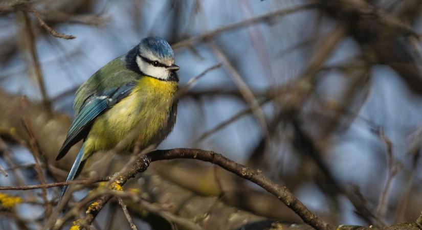 Gyönyörű, tavaszias időnk lesz csütörtökön