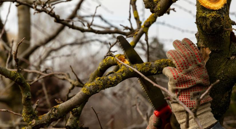 Vigyázz! Nem mindegy, mikor és hogyan metszed meg az almafát!