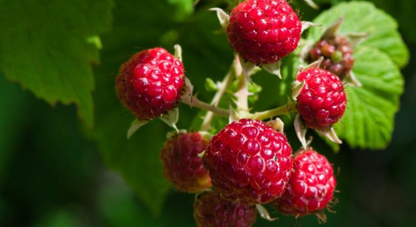 Nem hinnénk, de ezt teszi a málna a szervezetünkkel