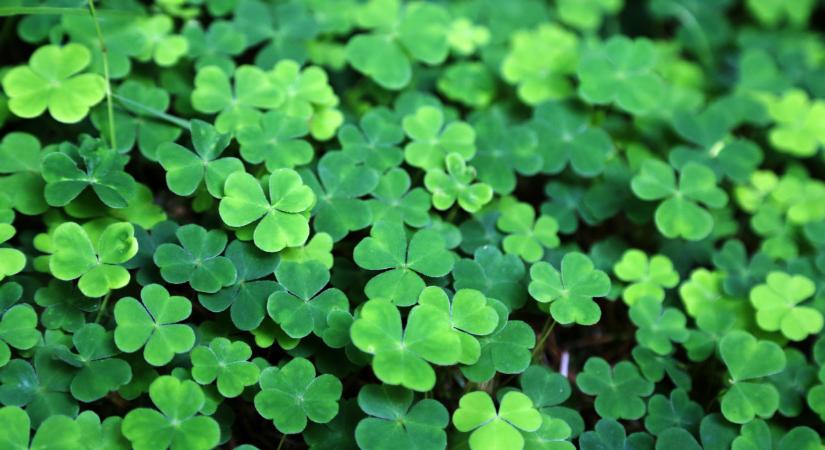 A Skandináv lottó nyerőszámai a 9. héten 2026-ban