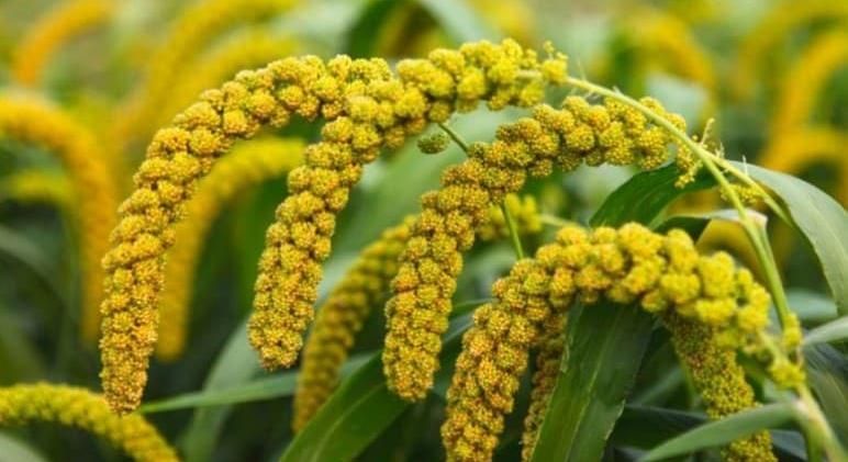 Ez az egyetlen gabona, ami megakadályozza az érelmeszesedést és normalizálja a vérnyomást