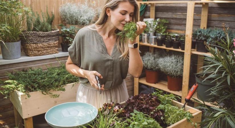 A csodás kakukkfű: a betegségek és az öregedés ellenszere