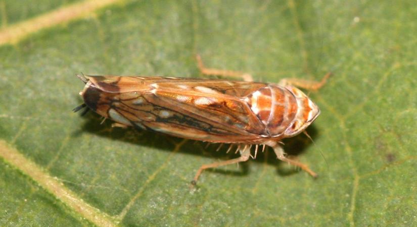 A szakember kimondta: hiába bíztunk a télben VIDEÓ