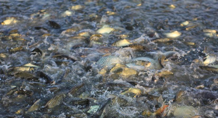 Rengeteg magyar trükközött ezzel: keményen bírságolt a hatóság