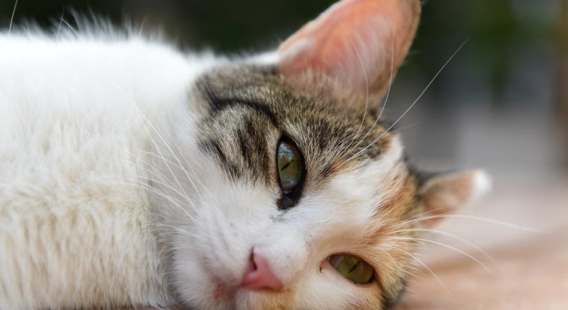 Lehet depressziós a cicád? Ezek lehetnek a tünetek