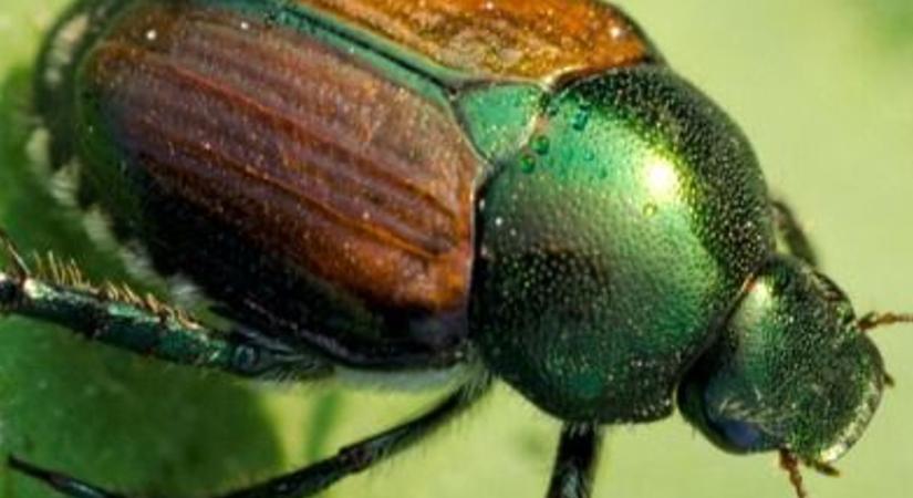 Veszélyes kártevőt hozhatunk haza a nyaralásból