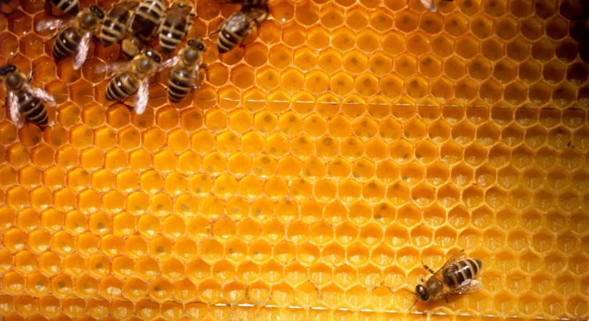 Veszélyes parazita közelít Magyarország felé: nagy baj lesz, ha ideér