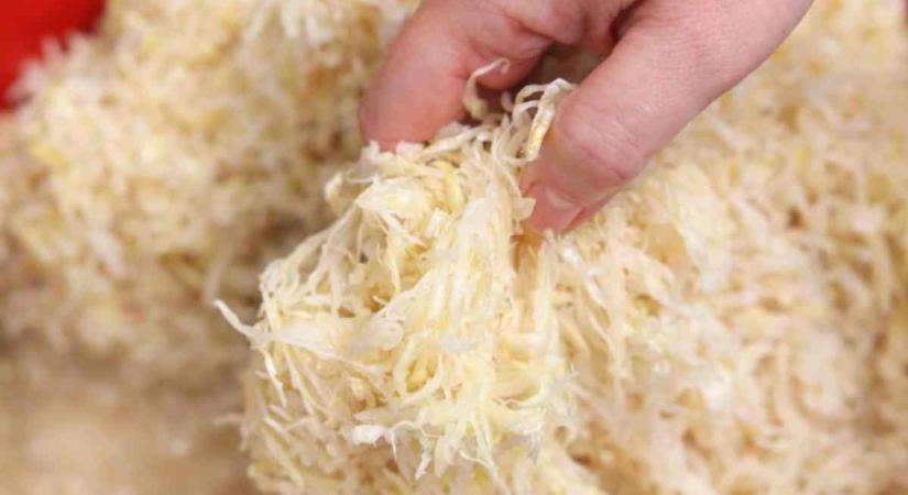 A vecsési asszonyok titka: így lesz igazán jó a házi savanyú káposzta