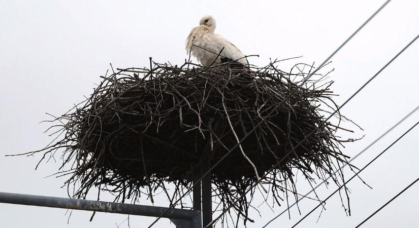 Itt vannak az elsők - idén beelőzték a poroszlói gólyát