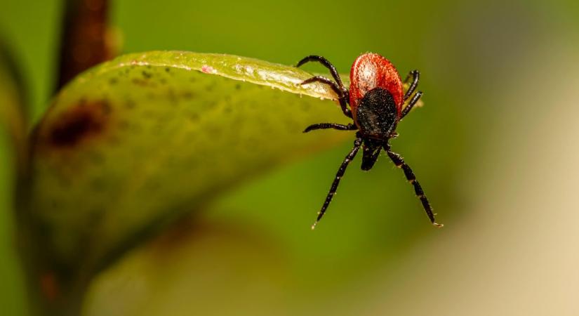 Ne ültesd ezeket a kertedbe! Mágnesként vonzzák a kullancsokat