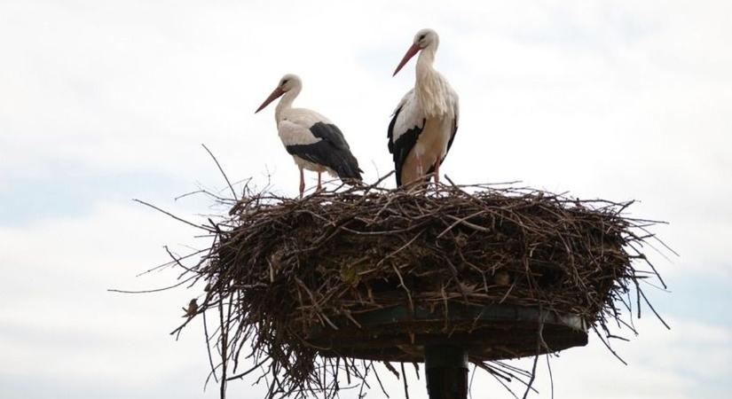 Megérkeztek az első fehér gólyák