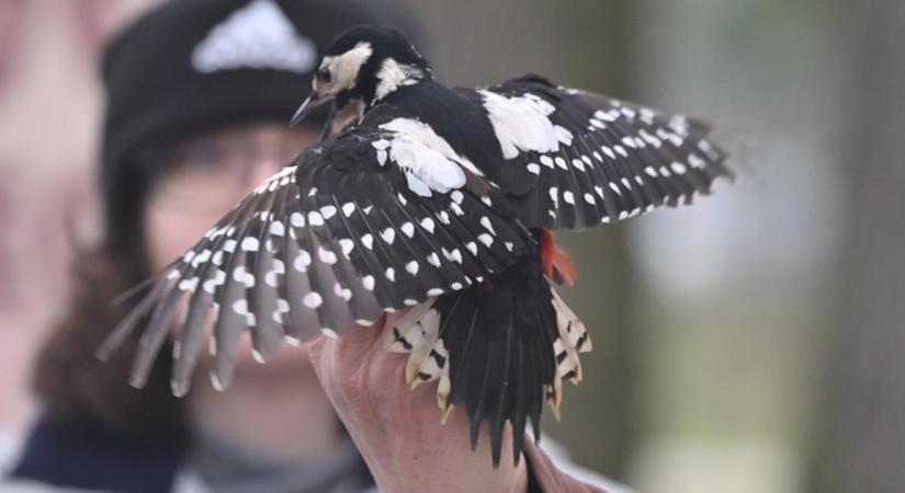 Nem csak hallgatók élnek a debreceni egyetemvárosban: kik ezek a rejtélyes lakók?