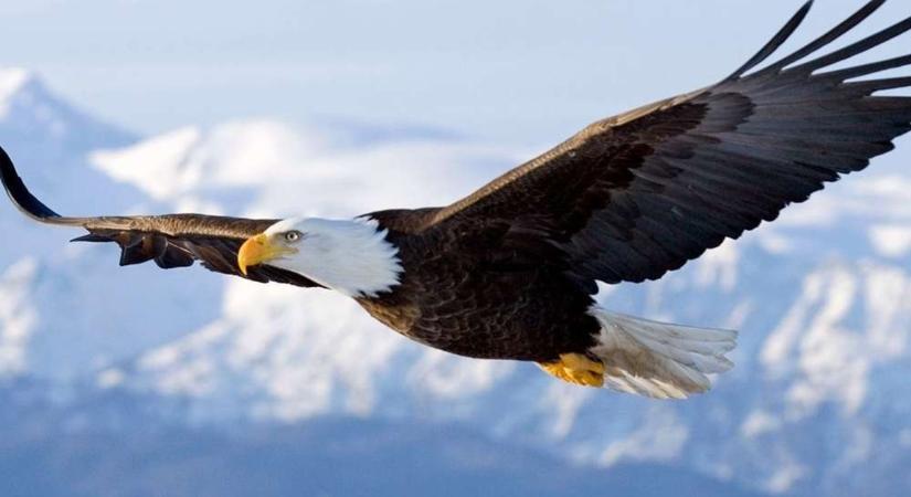 70 000 dollár felett járt a bitcoin, miközben az Nvidia bevétele tovább növekszik