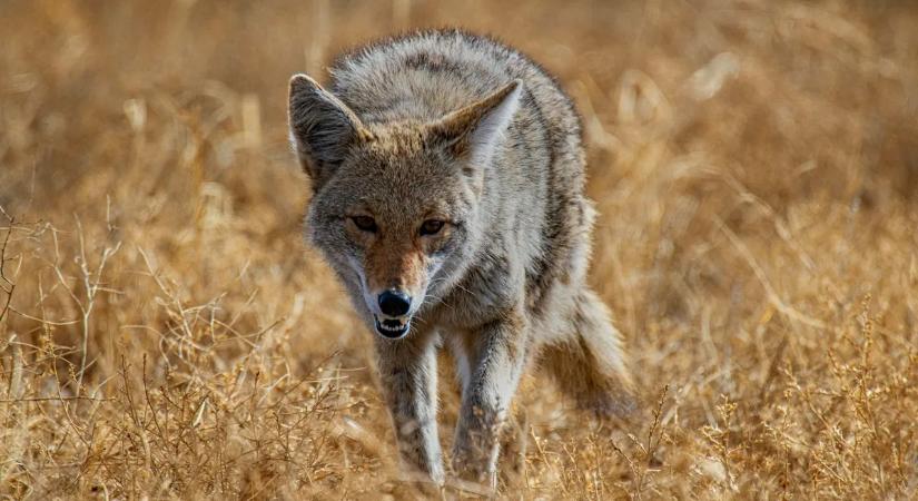 Rémálom a kertben: prérifarkas üldözött egy kisgyereket – videó