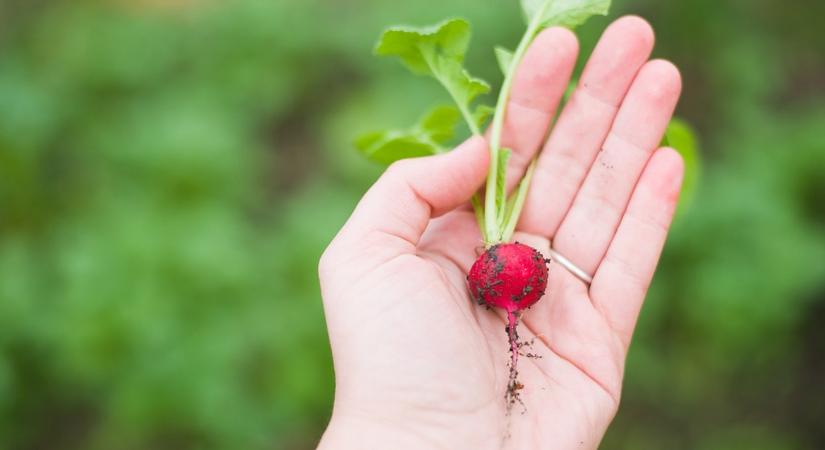 A legjobb korai zöldek: mit vethetsz február végén?