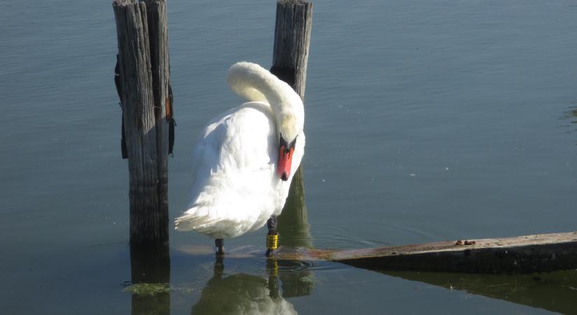Valami történik a Balatonon, 10 éve nem mértek ilyen számot a szakértők