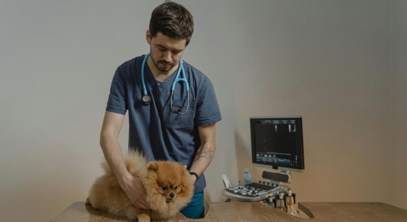 A "háziállatok eutanáziája" - Az állatorvos ezeket tanácsolja a végső búcsúra