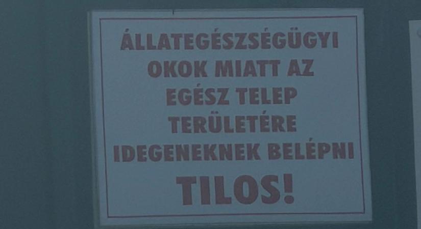 Két hete telepítették, máris le kell ölni a teljes állományt: megjelent Csongrád-Csanádban a madárinfluenza