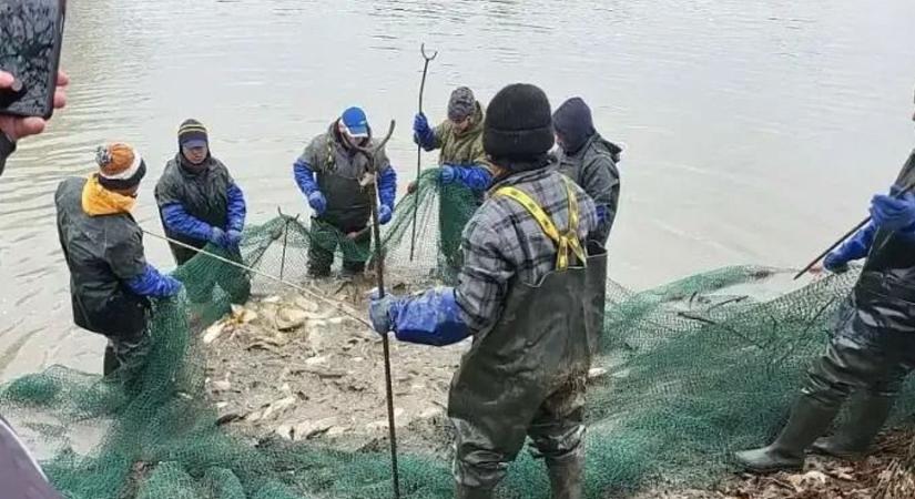 Nem horgászsiker, tervezett beavatkozás: közel három mázsa hal került ki az ajkai Csónakázó-tóból