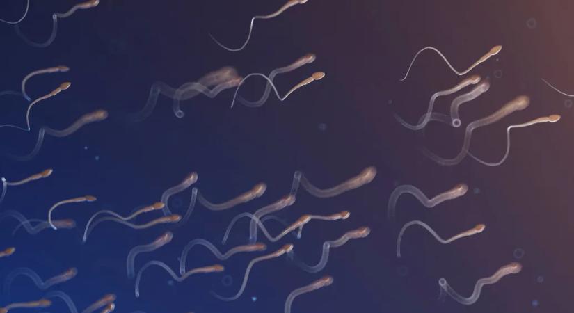 A spermák minősége júniusban és júliusban tetőzik, állítja egy kutatás
