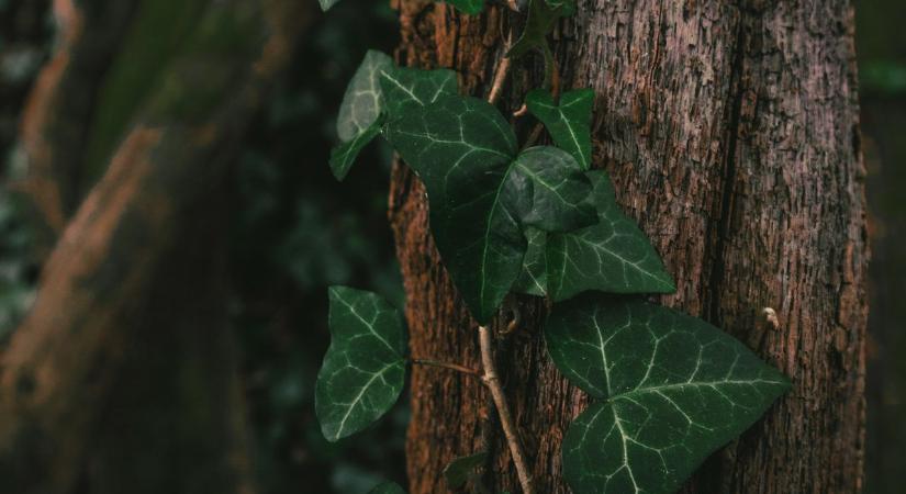 Megfojtja a borostyán a fákat? Egy kertész végre tisztázta, mikor kell eltávolítani és mikor jobb békén hagyni