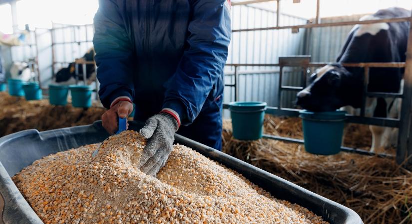 Szorul a hurok: mivel etethetjük a jószágot a jövőben?