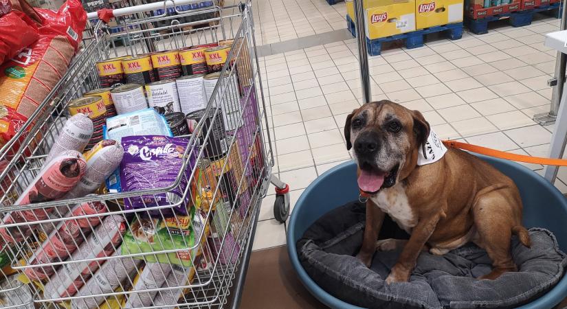 Példátlan összefogás: több mint 6000 gazdátlan és menhelyi állat kap támogatást