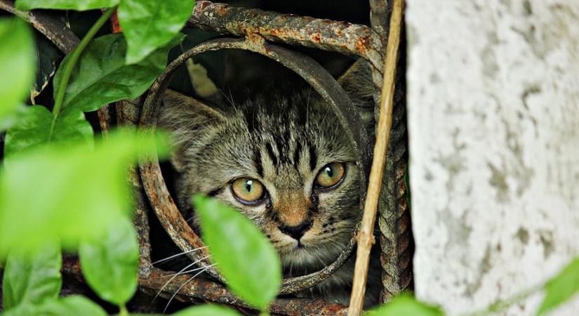 Ha ezt csinálja a macskád, a fájdalmát próbálja jelezni