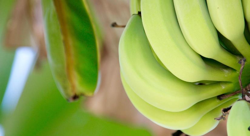 Árcsökkenés után új kockázat a banánpiacon