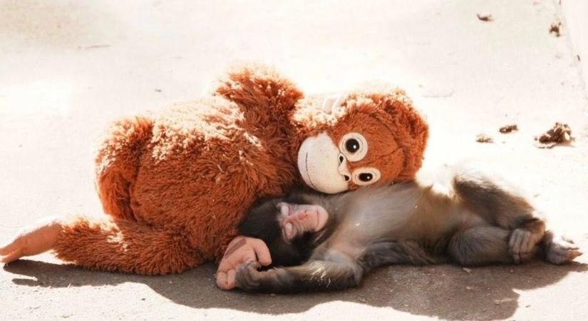 Születése után eldobták, mégis talált szeretetet – Punch szívszorító története (videóval)