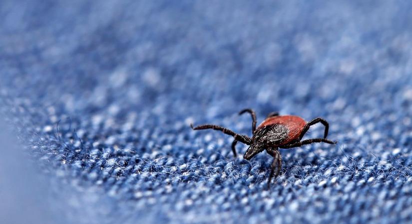 A kullancsok a jég hátán is megélnek - Hamarabb jön a kullancsszezon még az átlagnál keményebb tél ellenére is
