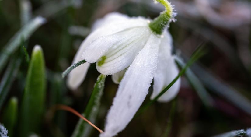 Itt a tavasz, ami kemény dilemma állítja a magyarokat: ez áll a háttérben