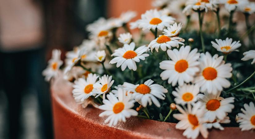 A vidéki kertek diszkrét bája