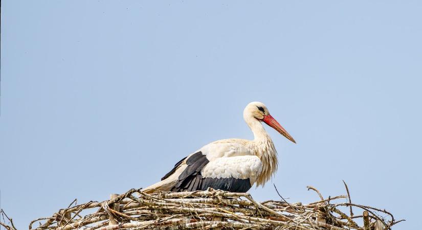 Az idén már 3300 fészek várja a gólyákat az E.ON áramhálózatán