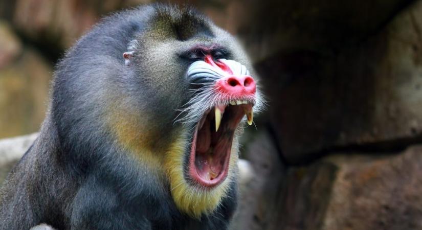 50 pávián támadt erre a gyanútlan leopárdra: videón az eset