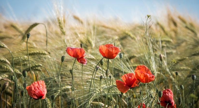 Új szabályok a földhasználat és haszonbérlet területén
