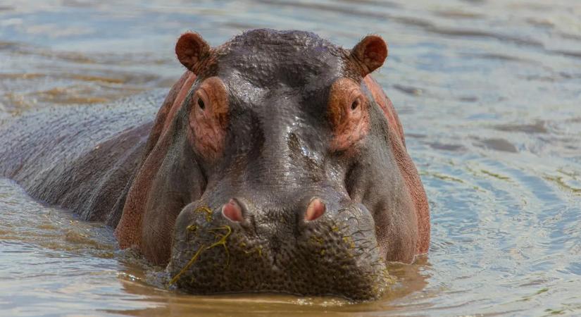 Víziló borította fel a csónakot – videón a vérfagyasztó pillanatok