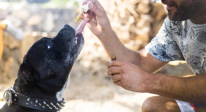 A modern életvitel és a növényi olaj