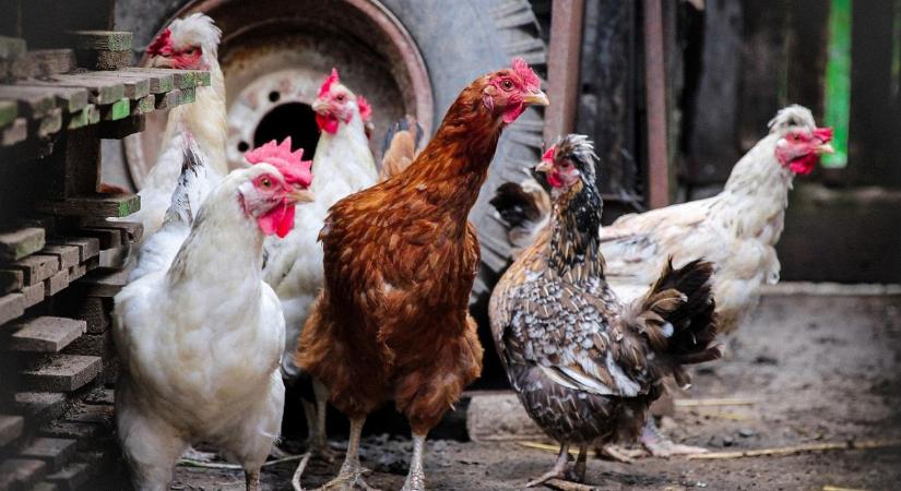 Új uniós szabályok vonatkoznak a baromfihús forgalmazására