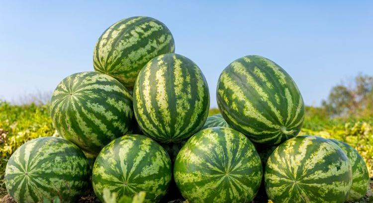 Spanyol dinnyeágazat: ez lenyomja a piacot 2026-ban?