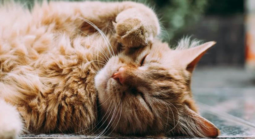 Teljes káosz egy klinikán: macskák rohanták meg a kezelőt – videó