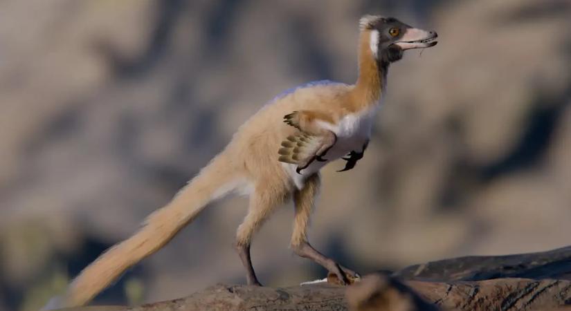 Íme egy dinoszaurusz, ami könnyebb volt, mint egy csirke