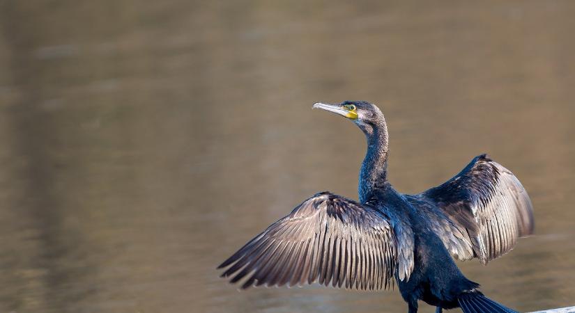 Lezárul a kárókatonák kilövésének időszaka Szlovákiában