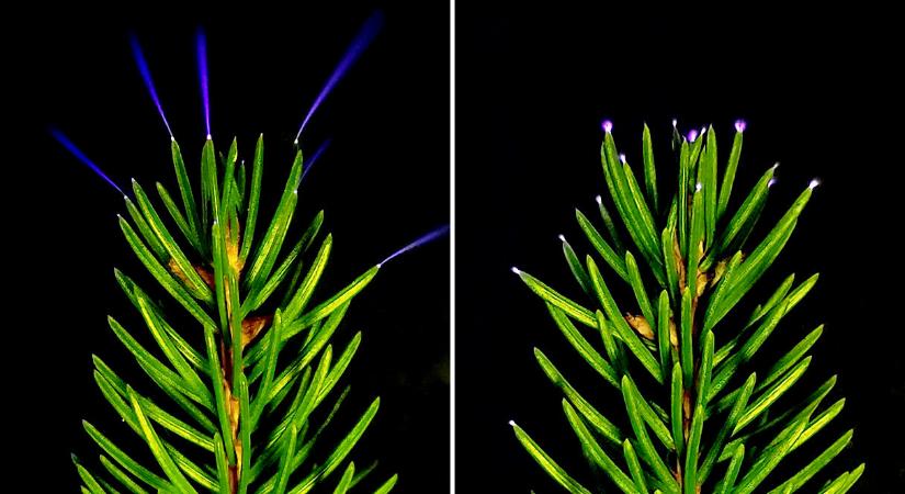 Először figyelték meg, ahogy zivatarok során fényleni kezd fák lombkoronája