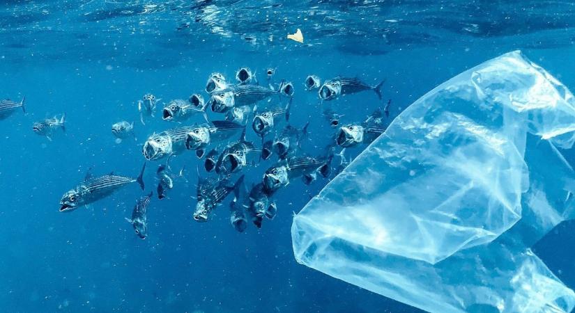 Egyre több mikroműanyagot találnak az emberi testben – most daganatokban is kimutatták