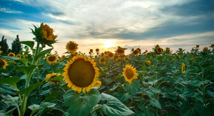 Kukorica helyett napraforgó: Mentőöv vagy újabb kockázat a gazdáknak?