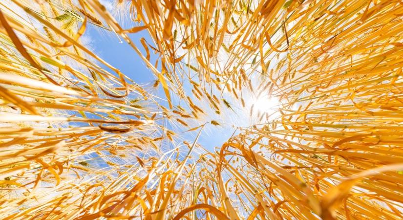 Teljes körű mezőgazdasági szolgáltatás – megbízható szakértelemmel!