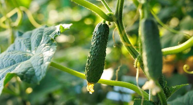 Sínen futó újítás könnyíti az uborkaszezont