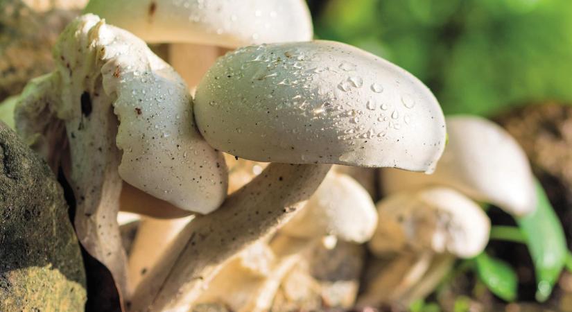 Koncentrálódik a hazai gombapiac: a termelők száma száz alá csökkent, az export továbbra is erős